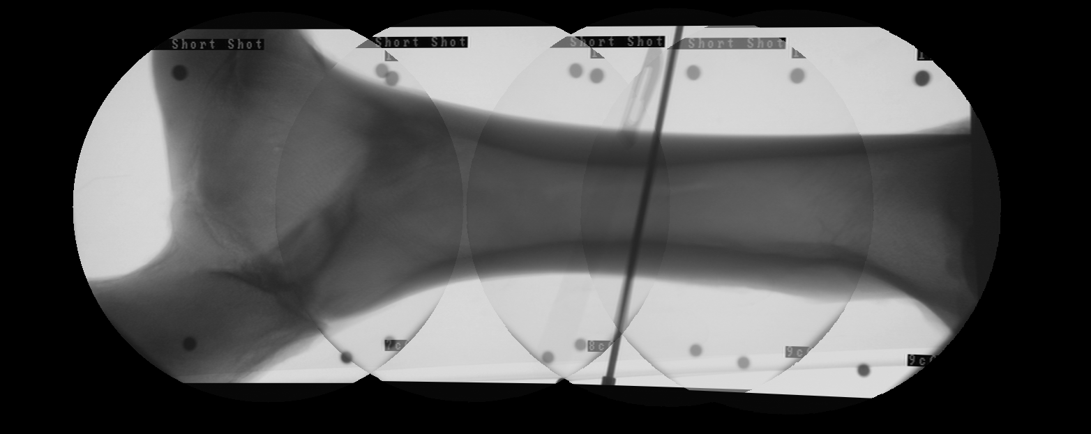 Panoramic image of cow leg