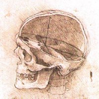 da Vinci: Human Skull