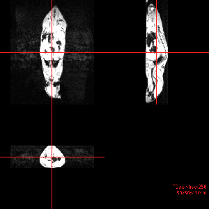 MR Scan of a Mouse (T1)